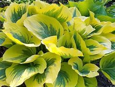 Bildergebnis für Hosta Ivory Coast