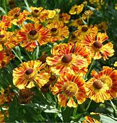 Image result for Helenium Feuersiegel