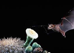 Image result for Mexican Long-Nosed Bat