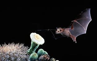 Image result for Arizona Bats