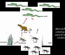Image result for Cricket Food Chain