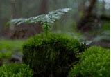 Image result for Moss Antheridia