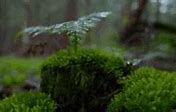 Image result for Awned Hair Cap Moss