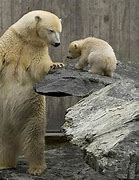 Image result for Bears Doing Funny Things