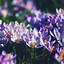 Image result for iPhone 6s Plus Spring Wallpaper