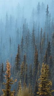 Image result for Pine Tree iPhone Wallpaper