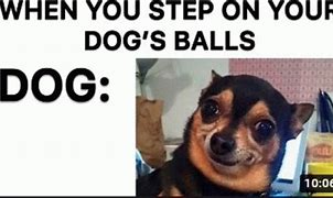 Image result for Dog Biting Own Balls Meme