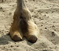 Image result for Animal Camels Toe