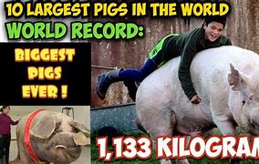 Image result for World's Heaviest Pig