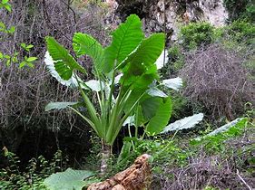 Alocasia macrorrhizos ପାଇଁ ପ୍ରତିଛବି ଫଳାଫଳ