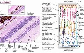 Image result for Histological Structure of Retina