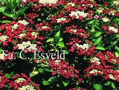 Image result for Hydrangea macr. Rotschwanz