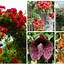 Image result for Climbing Perennials