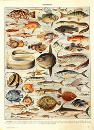 Image result for Vintage Fish Prints