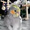 Image result for Super Cute Baby Bird