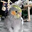 Image result for Baby Birds