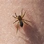 Image result for itch bugs signs