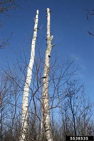 Image result for Birch Tree Sapling