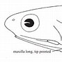 Image result for anchoa