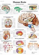 Image result for Brain Anatomy Chart