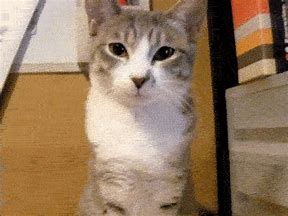 Image result for Very Happy Cat