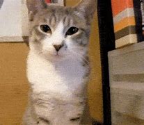 Image result for Happy Cat Meme GIF