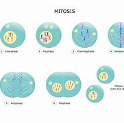 Image result for Biology Cell Division