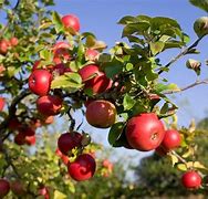 Image result for Apple's On the Tree
