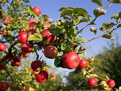 Image result for Products From Plants Apple's