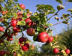 Image result for Callbind Apple Trees