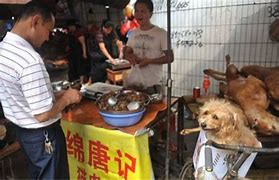 Image result for Chinese Food Dog