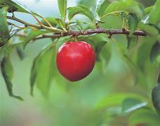 Image result for Apple Leaves