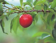 Image result for Apple with a Leaf