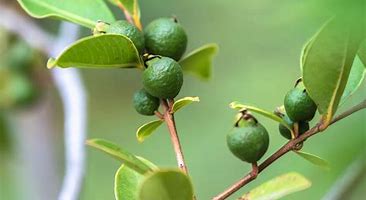 Image result for Pineapple Guava Tree
