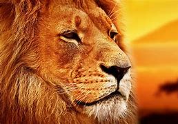 Image result for Pictures of Multiple Animals 8K