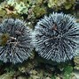 Image result for White Sea Urchin
