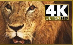 Image result for YouTube 4K Movies