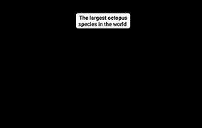 Image result for Largest Octopus Ever