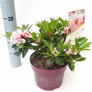 Image result for Rhododendron (AJ) Encore STARBURST