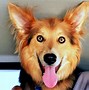 Image result for Beautiful Dog Eyes