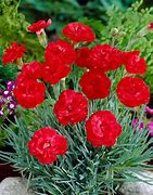 Image result for Dianthus plumarius David