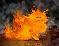 Image result for Cat Fire Meme
