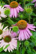 Image result for Echinacea purpurea Mistral ®