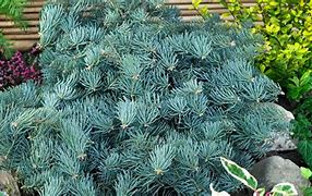 Abies concolor Eagle Point に対する画像結果