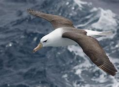 Image result for albatroz