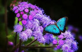 Image result for Pink Butterfly