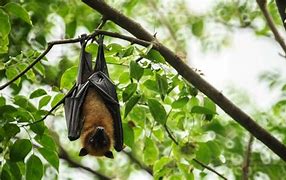 Image result for Bat Guano Dangers