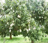 Image result for Can You Mix Different Types of Apple Trees