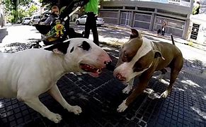 Image result for Real Pitbull Dog Fights