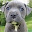 Image result for American Blue Nose Pitbull Puppies